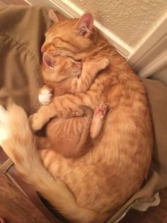 an orange and white cat laying on top of another cat