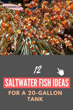 Saltwater Fish Saltwater Aquarium Fish, Fish Ideas, Marine Organism, Saltwater Fish Tanks, Saltwater Fish, Fish Species, Clownfish, Saltwater Aquarium, Clown Fish