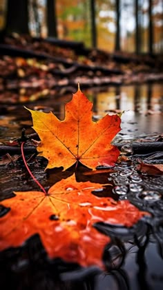 a maple leaf is laying on the ground in some water and leaves are all around it