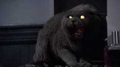 a cat with glowing yellow eyes sitting on top of a table