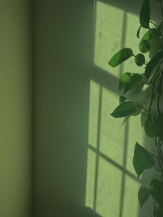 a plant is growing in the corner of a room with sunlight coming through the window