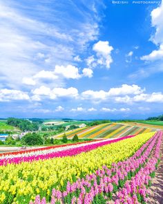 a field full of colorful flowers under a blue sky with white clouds in the background