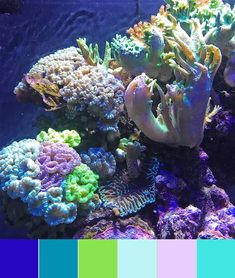 an aquarium filled with lots of different colored corals