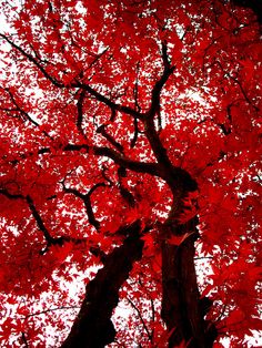 red leaves on the branches of a tree