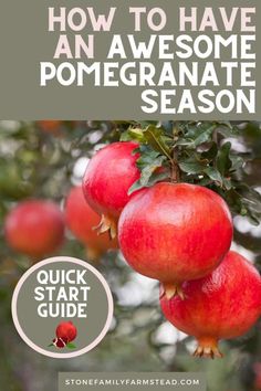 pomegranate growing on a tree with text overlay how to have an awesome pomegranate season