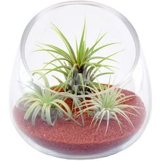 an air plant in a glass vase with red sand and grass on the bottom,