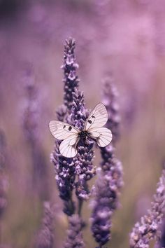 a white butterfly sitting on top of a purple flower in the middle of a field