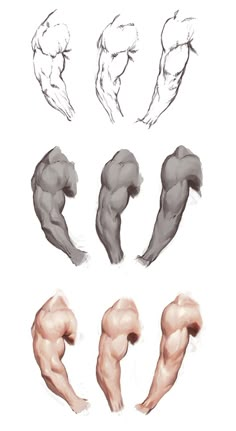 an image of the muscles drawn in different ways