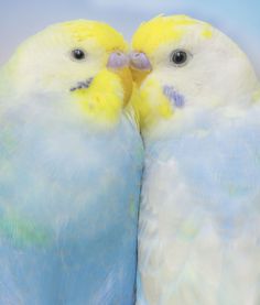 two yellow and blue parakeets are touching each other's beaks together