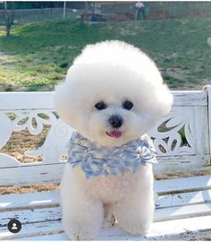 a small white dog sitting on top of a wooden bench with a bow tie around it's neck