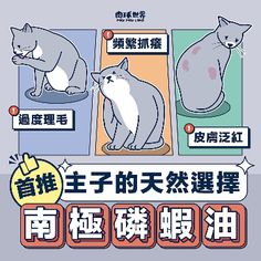 an image of cats in different languages on a gray background with chinese characters and english words