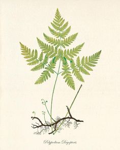 a drawing of a plant with green leaves and roots