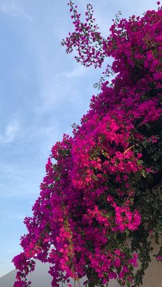 purple flowers growing on the side of a building