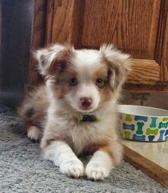 a puppy sitting on the floor next to a bowl