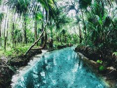 a river running through a forest filled with lots of trees and water surrounded by lush green vegetation