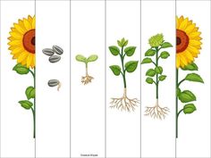 the stages of growing sunflowers from seed to flower with pictures on each side