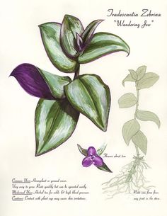 a drawing of a plant with purple flowers and green leaves