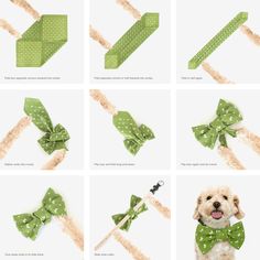 the instructions for how to tie a dog's bowtie and suspenders in green polka dots