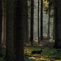 a deer is walking through the woods near some trees and grass with sunlight shining on it