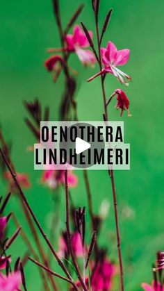 pink flowers with the words denothera lindhemeri on it's side