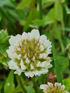 two white flowers with green leaves in the background