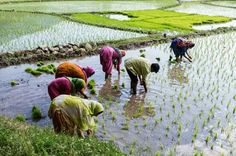 several women are working in the rice field with their hands on the water's surface