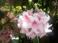 pink flowers are blooming in the sunlight