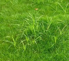 an animal standing in the middle of a lush green field with tall grass on it's side