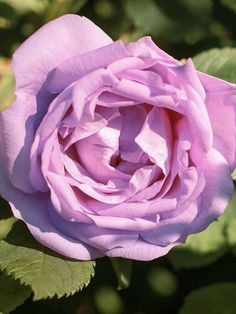 a pink rose with green leaves in the background