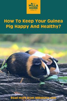 a guinea pig laying on top of a pile of wood with the words how to keep your guinea pig happy and healthy?