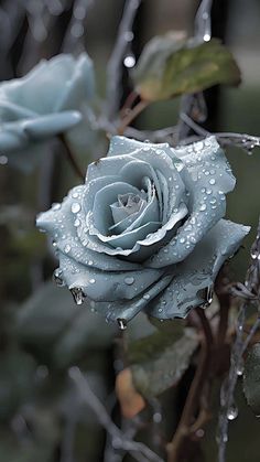 a blue rose with water droplets on it