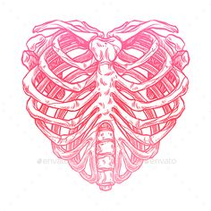 the human skeleton in pink and white colors