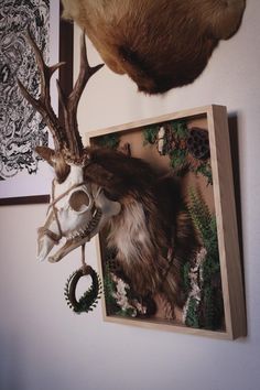 an animal skull mounted to the side of a wall next to a deer's head