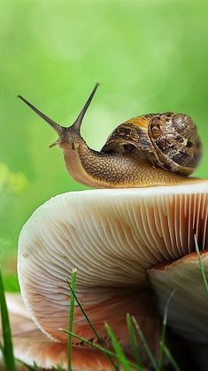 a snail is sitting on top of a mushroom