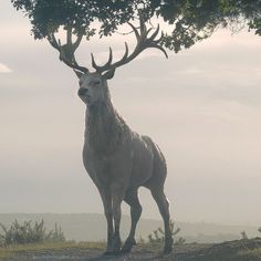 a large white deer standing on top of a grass covered field next to a tree