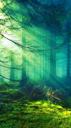 the sun shines through the foggy trees in this forest scene with green grass and moss