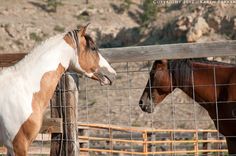 two horses standing next to each other behind a fence