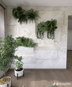 there are three plants in the corner of this room and one is on the wall