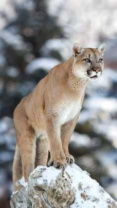 a mountain lion standing on top of a snow covered tree stump in front of some trees