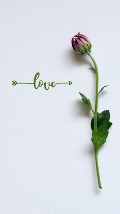 a single flower with the word love written in cursive writing next to it