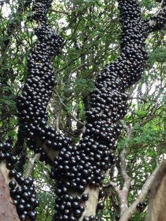 the fruit is hanging from the tree and ready to be picked up by the people