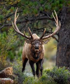 an animal with large horns walking through the woods