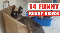 Funniest BUNNY videos of all time - in case you were planning to actually be productive at work today . . . https://www.youtube.com/watch?v=c-JMDOLhiTE Unlikely Animal Friends, Funny Bunny Videos, Bunny Dance, Watch Funny Videos, Just Funny, Therapy Animals, Funny Bunny