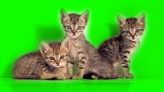 three kittens are sitting together in front of a green screen and one is looking at the camera