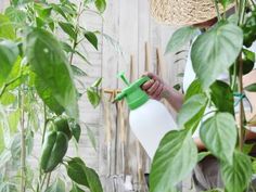 a woman is watering plants in her garden