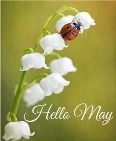 a ladybug sitting on top of a white flower next to the words hello may