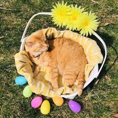 an orange cat laying in a basket with easter eggs