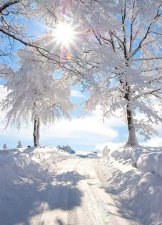 the sun shines brightly through snow covered trees