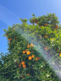 an orange tree with lots of fruit growing on it