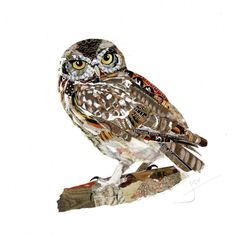 an owl sitting on top of a piece of wood